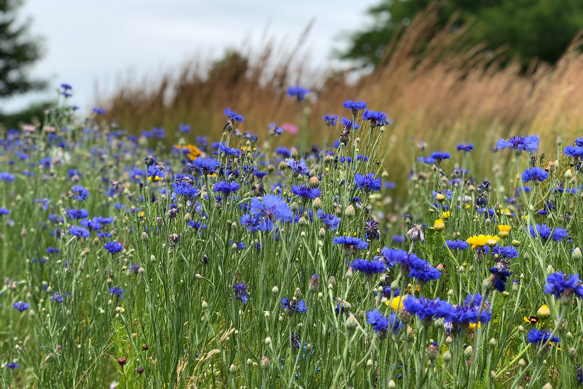 Wildflowers at Delta's Main Campus