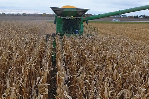 Corn harvesting